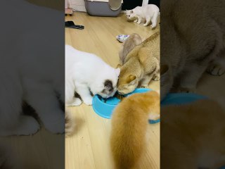 Hungry Kitty Hogs the Food Bowl