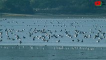 Golfe du Morbihan  | Saint-Armel Hôtel des Oiseaux de mer - TV Golfe