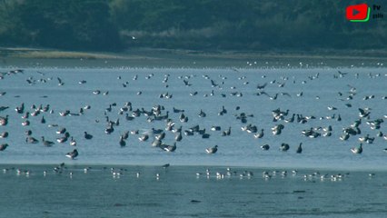 Golfe du Morbihan  | Saint-Armel Hôtel des Oiseaux de mer - TV Golfe