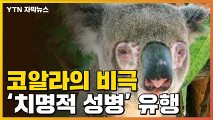 [자막뉴스] '치명적 성병' 유행...'멸종 위기' 처한 코알라 / YTN