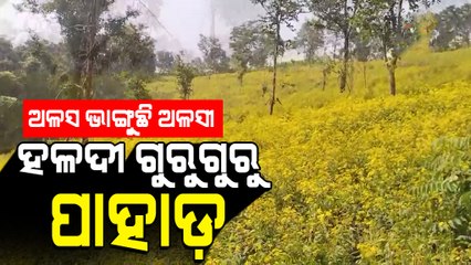 Winter Magic - Golden Aura Of Alasi Flowers Pervade In Keonjhar