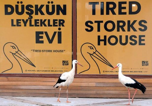 GÖÇ EDEMEYEN LEYLEKLER 'DÜŞKÜN LEYLEKLER EVİ'NDE MİSAFİR EDİLİYOR