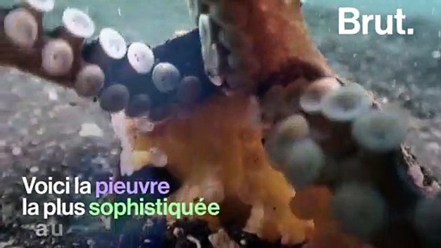 Voici la pieuvre la plus sophistiquée au monde