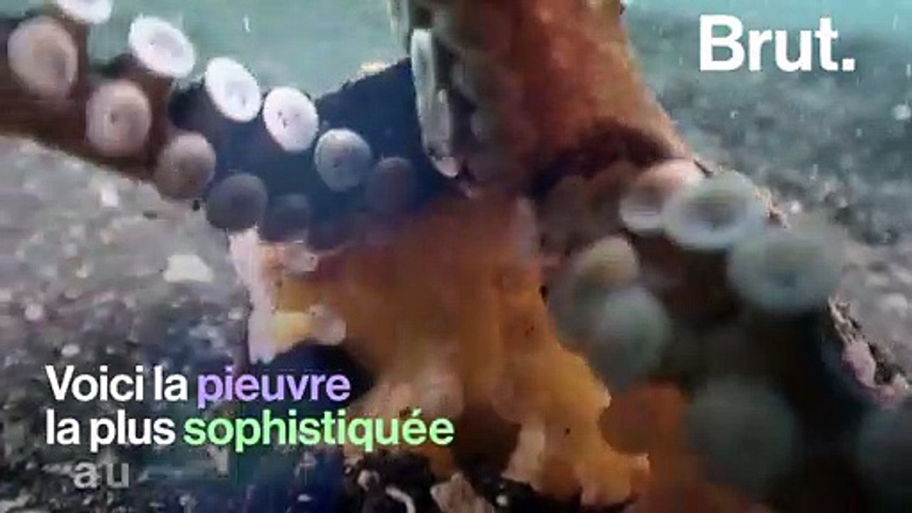 Voici la pieuvre la plus sophistiquée au monde
