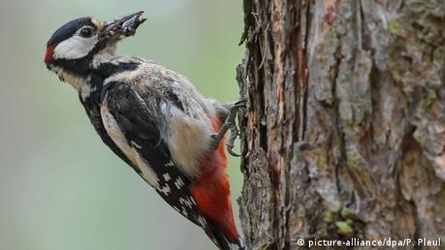 ¿Cómo afecta el cambio climático a los animales?
