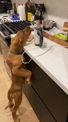 Lucky Puppy Licks Beaters Clean