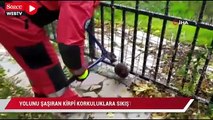 Yolunu şaşıran kirpi korkuluklara sıkıştı