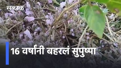 Satara ; 16 वर्षांनी बहरलं सुपुष्पा, महाबळेश्वरमध्ये फुलला फुलांचा बहर, पाहा हे सुंदर दृष्य!