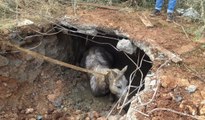 Kaybolan atını bulan sahibi gözlerine inanamadı