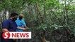 Pifwa wants mangrove forests in Penang to be gazetted as forest reserves