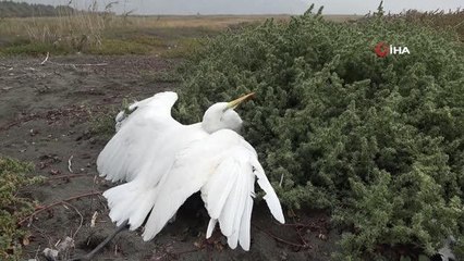 Tüfekle vurulan büyük ak balıkçıl kurtarılamadı