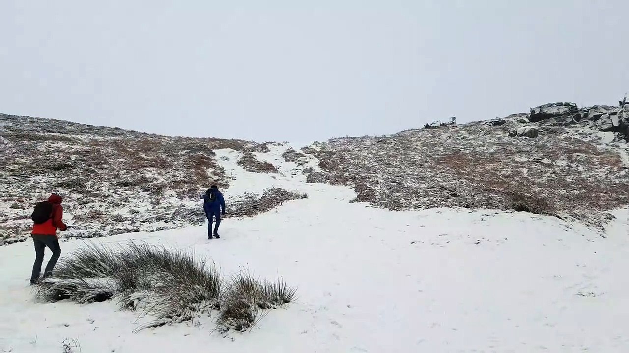 Snow Cow and Calf
