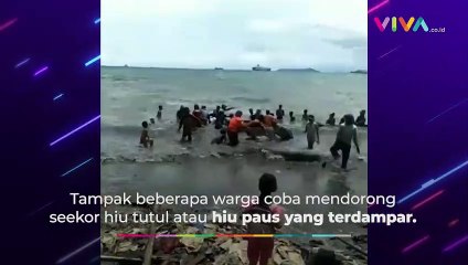 Heboh! Warga Selamatkan Hiu Langka yang Terdampar di Cilegon