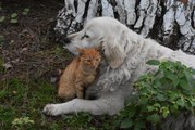 Ordu'da kedi ile köpeğin dostluğu görenleri şaşırtıyor