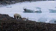 Film of polar bear eating reindeer seen as evidence of climate change