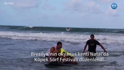 Brezilya’da köpekler sörf tahtasında