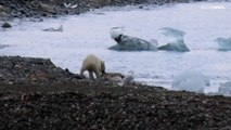 شاهد كيف يؤثر الذوبان المتسارع للغطاء الجليدي في القطب النرويجي على العادات الغذائية للدببة القطبية؟