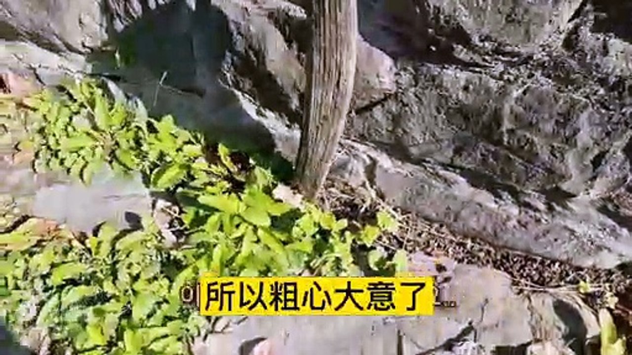 国外男子养螳螂做宠物，隔三差五还要捕捉蚂蚱喂养，螳螂下三次蛋