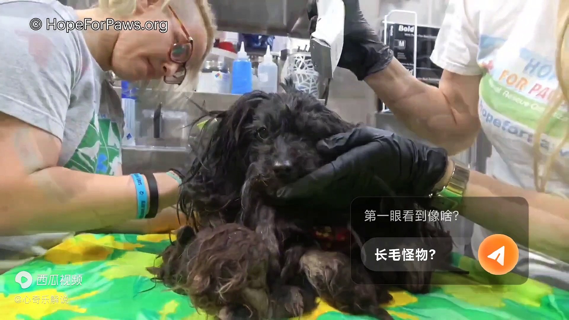 ⁣救助快要被毛发压垮的流浪狗，再不出手拯救，它就会被威胁到狗命