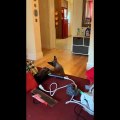 Funny Cats  - Don't Try To Stop Laughing  - Funniest Cats Ever