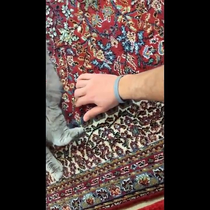 Funny Cats  - Don't Try To Stop Laughing  - Funniest Cats Ever