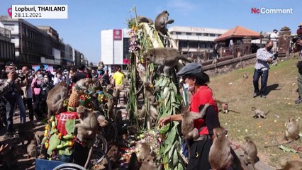 Quando os convivas são macacos