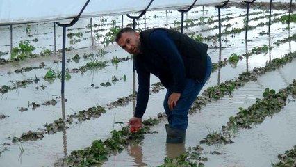 Son dakika haberi... Yağmurla gelen sel, 55 dekar çilek serasını göle çevirdi