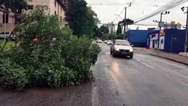 Árvore cai na Rua Minas Gerais e deixa via parcialmente interditada