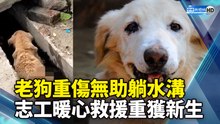 老狗重傷無助躺水溝 志工暖心救援牠重獲新生
