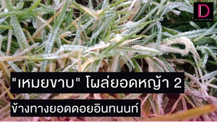 "เหมยขาบ" โผล่ยอดหญ้า 2 ข้างทางยอดดอยอินทนนท์ | ชนคลิปข่าว 29/11/64 เดลินิวส์