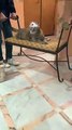 Kitty Queen Carried Carefully by Her Humans