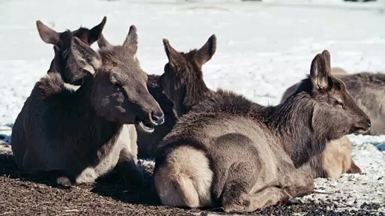 Herd of Donkeys Sitting on a Ground