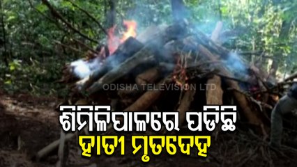 Elephant Death In Similipal, Forest Authorities Claim It Fell From Hill