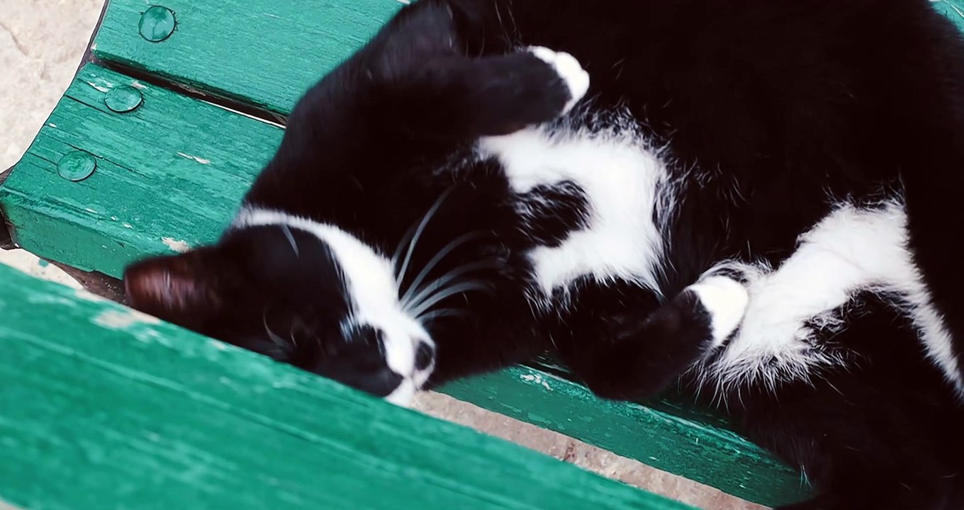 A Black and White Cat Yawning While Lying Down
