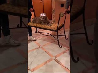 Kitty Queen Carried Carefully by Her Humans