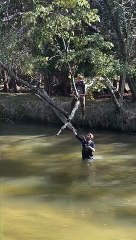 Fisherman's Falling Tree Surprise
