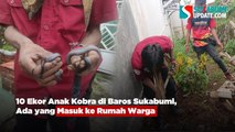 10 Ekor Anak Kobra di Baros Sukabumi, Ada yang Masuk ke Rumah Warga