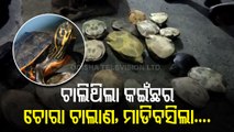 Jajpur Police Bust Turtle Smuggling Racket - 43 Turtles Rescused, 1 Arrested