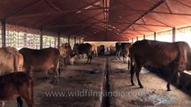 Cattle shed clean-out at Go-vigyan Anusandhan Kendra