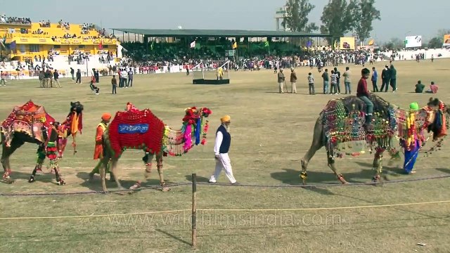 Horse made to dance to dhol beats during rural sports festival