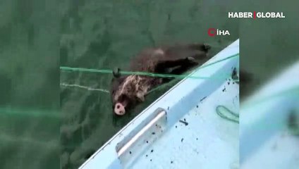 Yozgat'ta baraj gölüne atılan ağa balık yerine domuz takıldı