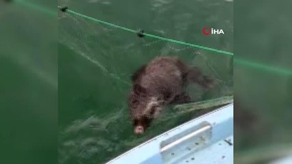 Ağlara balık değil bu kez yaban domuzu takıldı