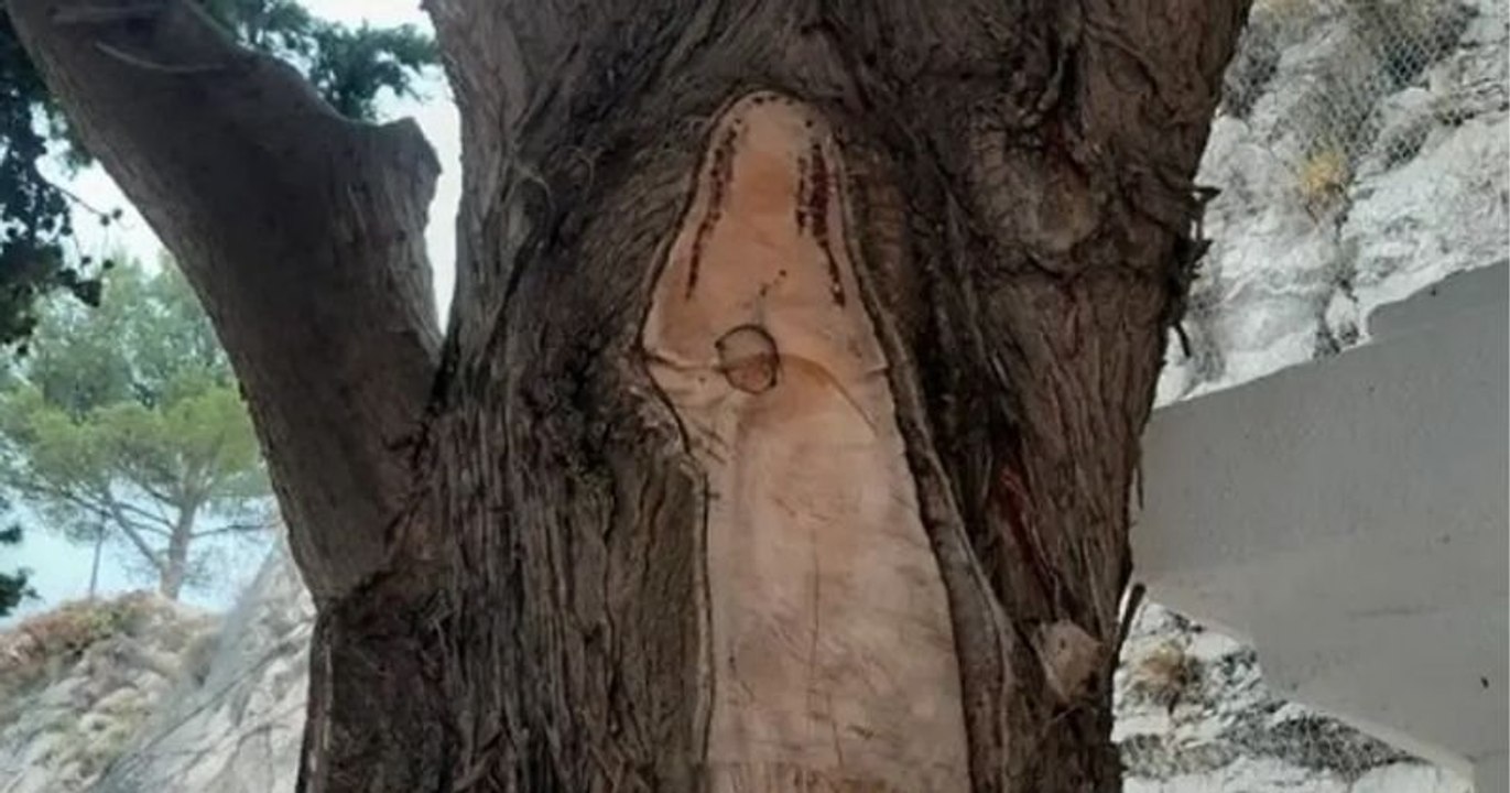 La Vierge Marie dans un cyprès... cette illusion d'optique trouble les passants dans le cimetière des Pennes-Mirabeau