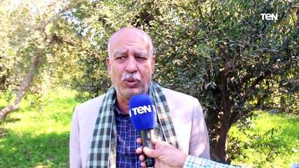 موسم حصاد فيتامين c.. كاميرا TeN تجري جولة في حصاد اليوسفي بأسيوط