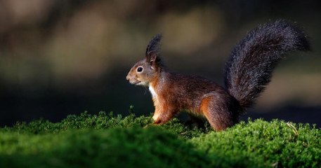 Des « écuroducs » ont été installés dans le Lot pour prévenir les accidents de la route avec les écureuils