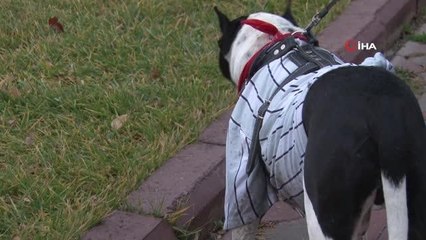 HayKonFed Genel Başkan Yardımcısı Özkan'dan "yasaklı ırk hayvan" açıklaması