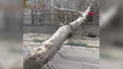 AĞAÇ MİNİBÜSÜN ÜZERİNE DEVRİLDİ; 2 YOLCU YARALANDI