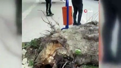 Bursa’da lodos çınar ağacını minibüsün üzerine devirdi