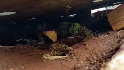 Gatinho fica com a cabeça presa em estrutura de concreto e precisa ser socorrido