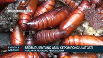 Berburu Entung atau Kepompong Ulat Jati, Harganya Rp. 100.000 Per Kilogram